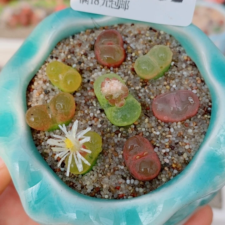 生石花花花花花花花952