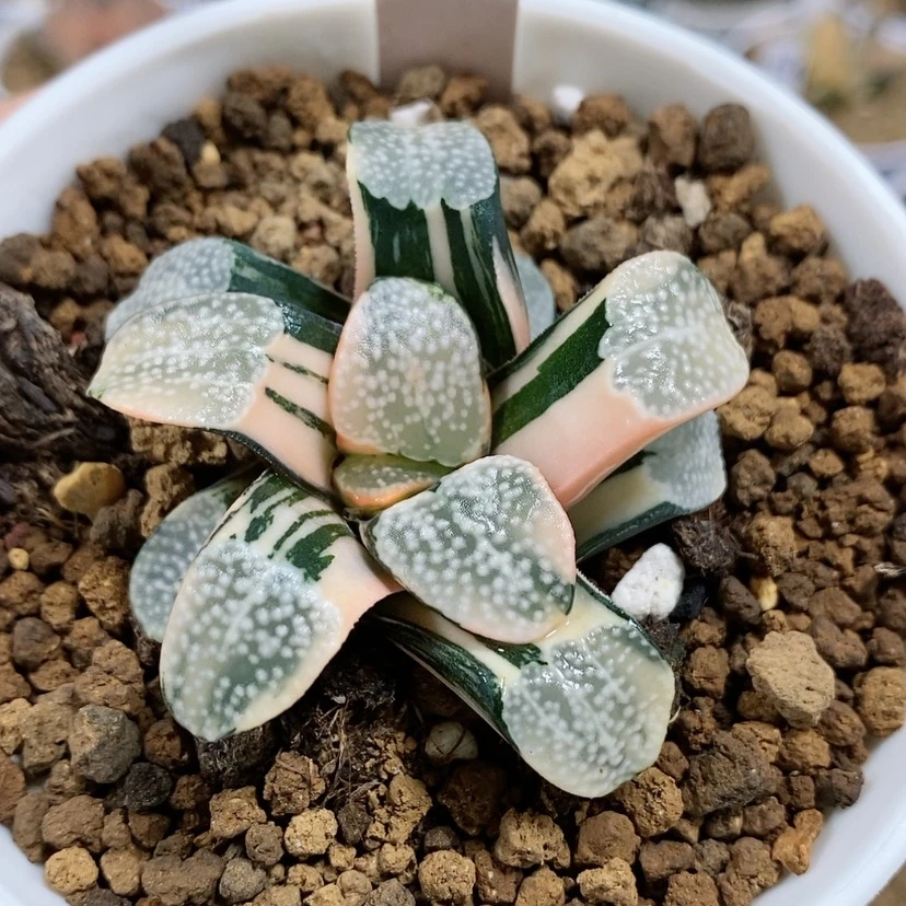 【闪购商品】睡****229点点