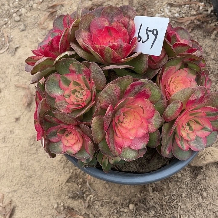 法师植物荔枝法师659