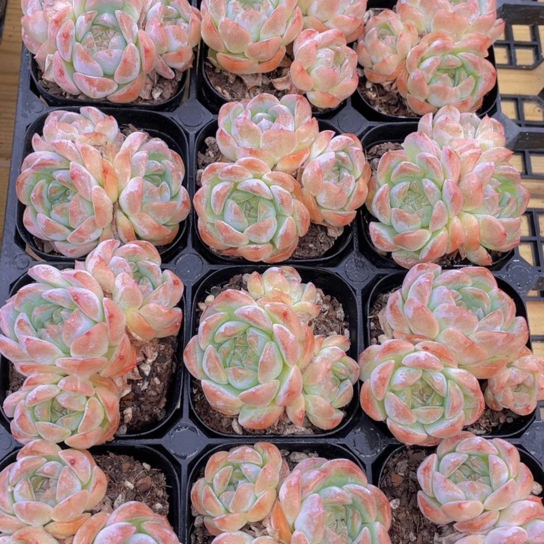 1583号 粉冰魄群生一个