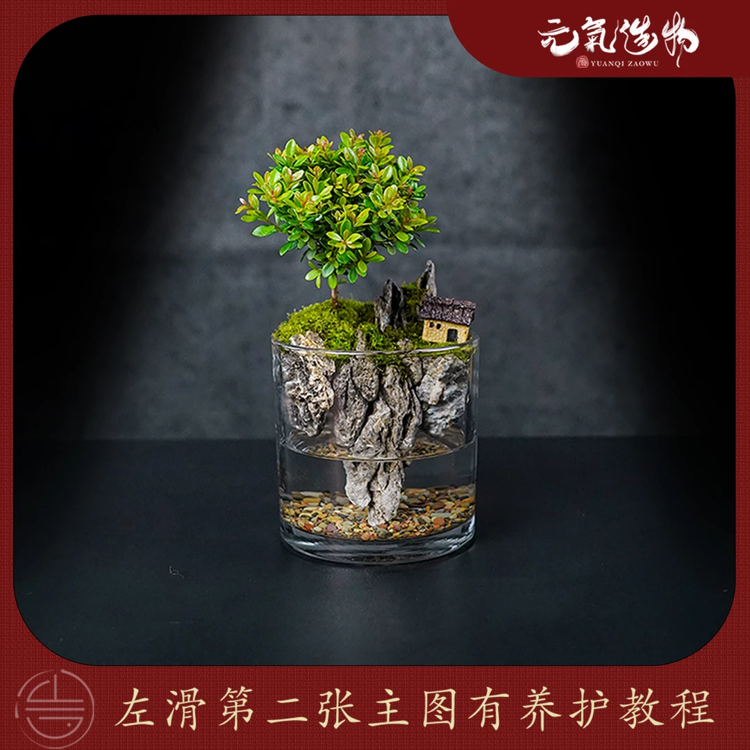 【王】小悬山—带小摆件小叶赤楠真实成品真植物【尺寸：12*12】