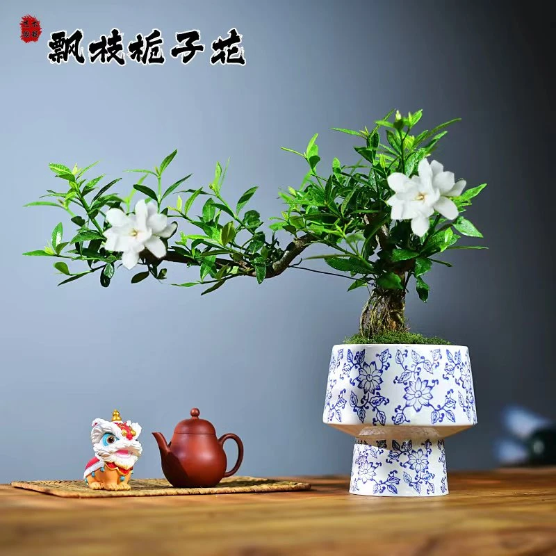 海岛栀子花老桩悬崖飘枝造型盆景盆栽花卉绿植室内客厅茶室好养