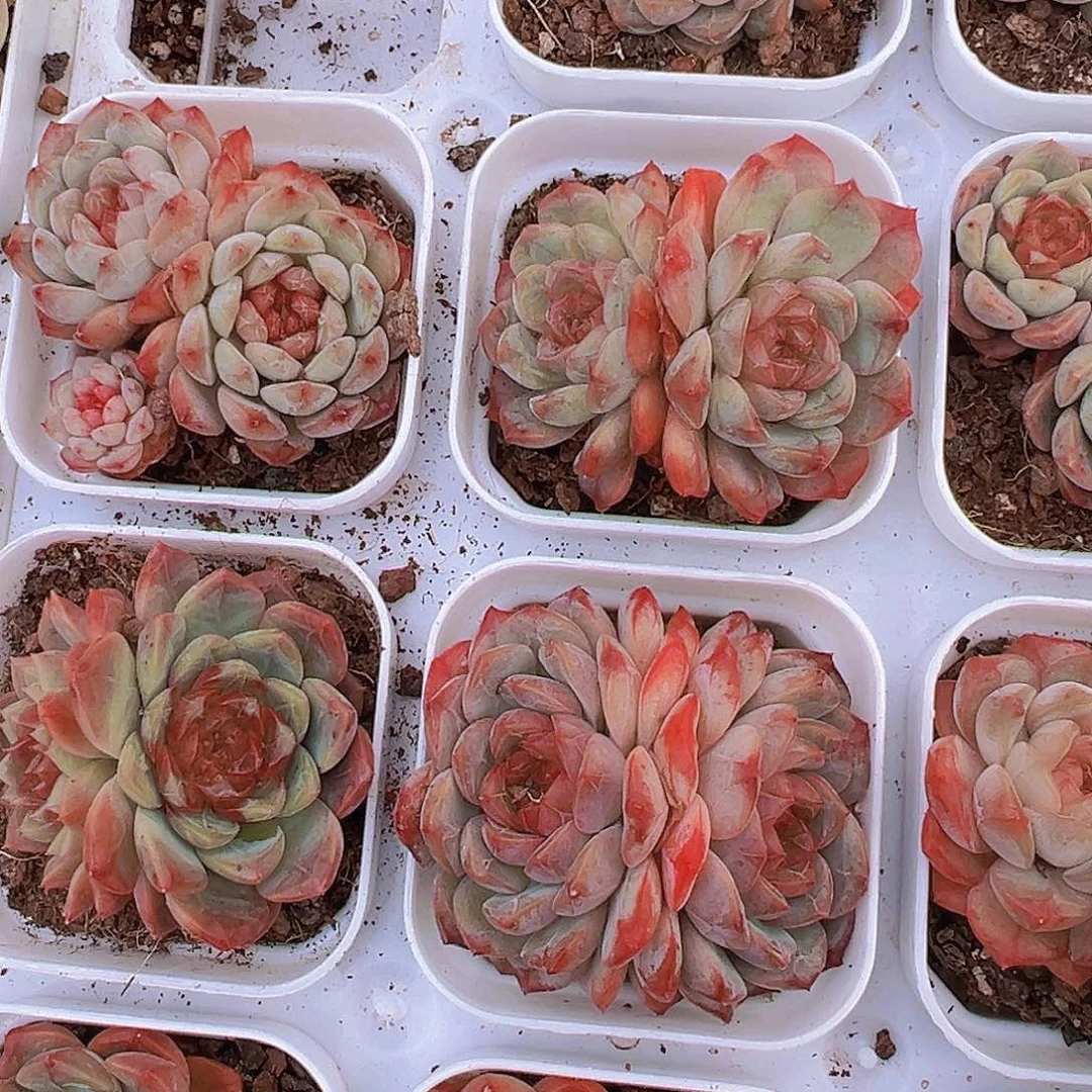 葡萄珍妮双头19包邮样品