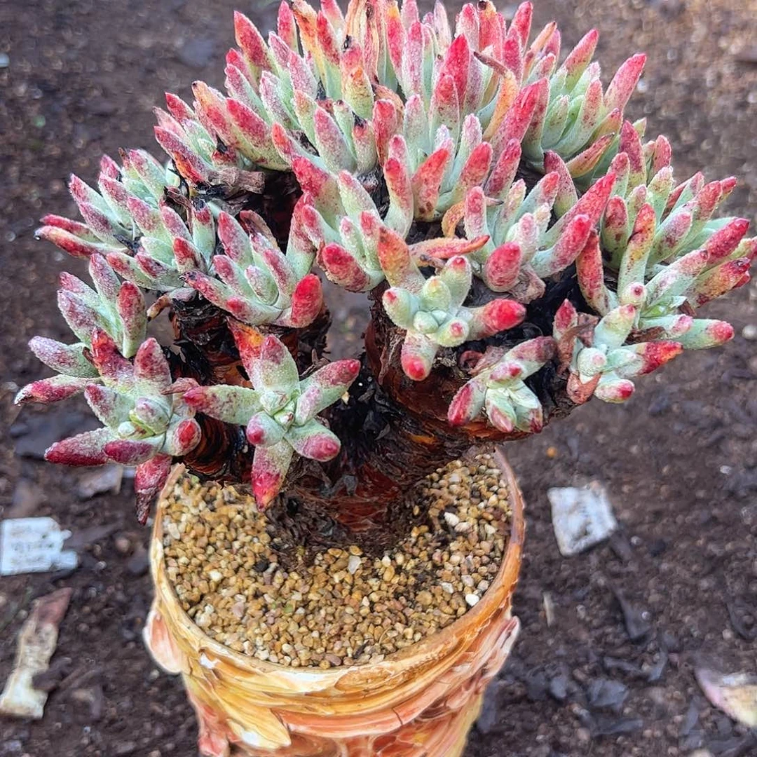 4925雪花仙女杯多肉