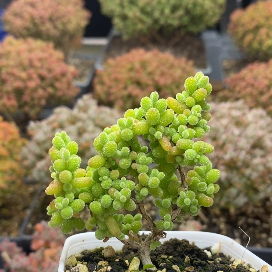 岁**年金橘糖球4615年后发货