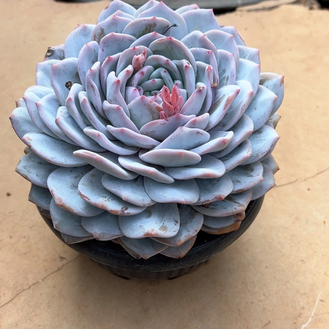 雪莲杂超多叶层多肉植物