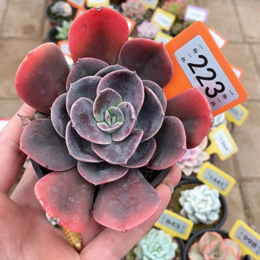 【闪购商品】223号