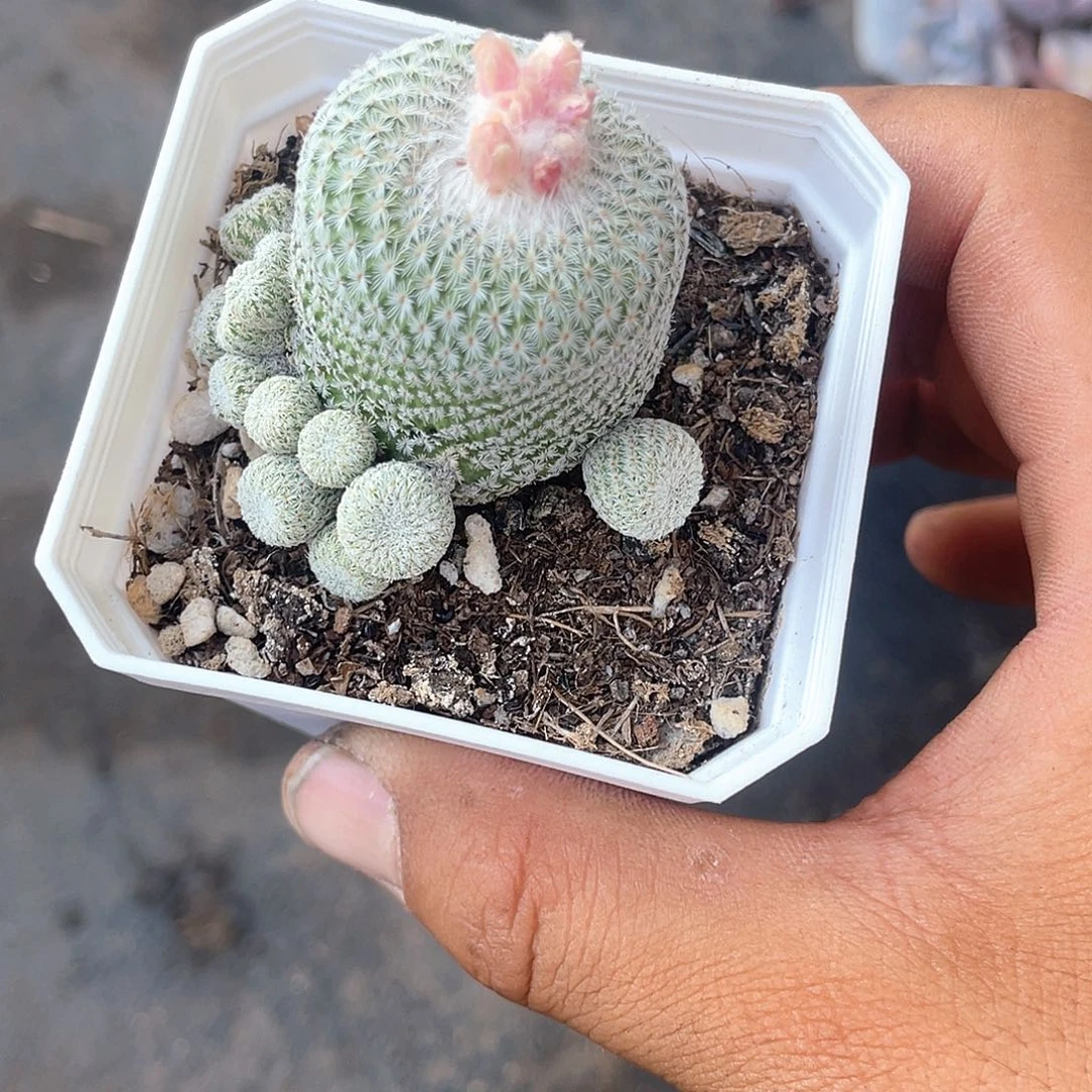 月世界仙人球带盆发货