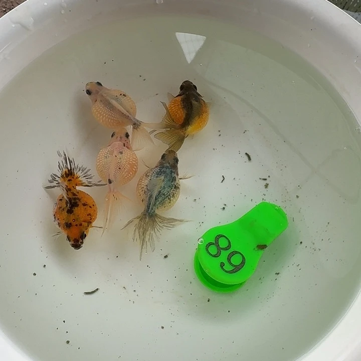 金鱼包邮包活到家