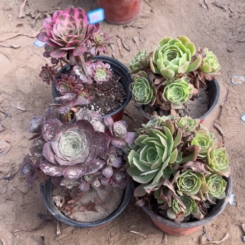 106多肉植物组合，