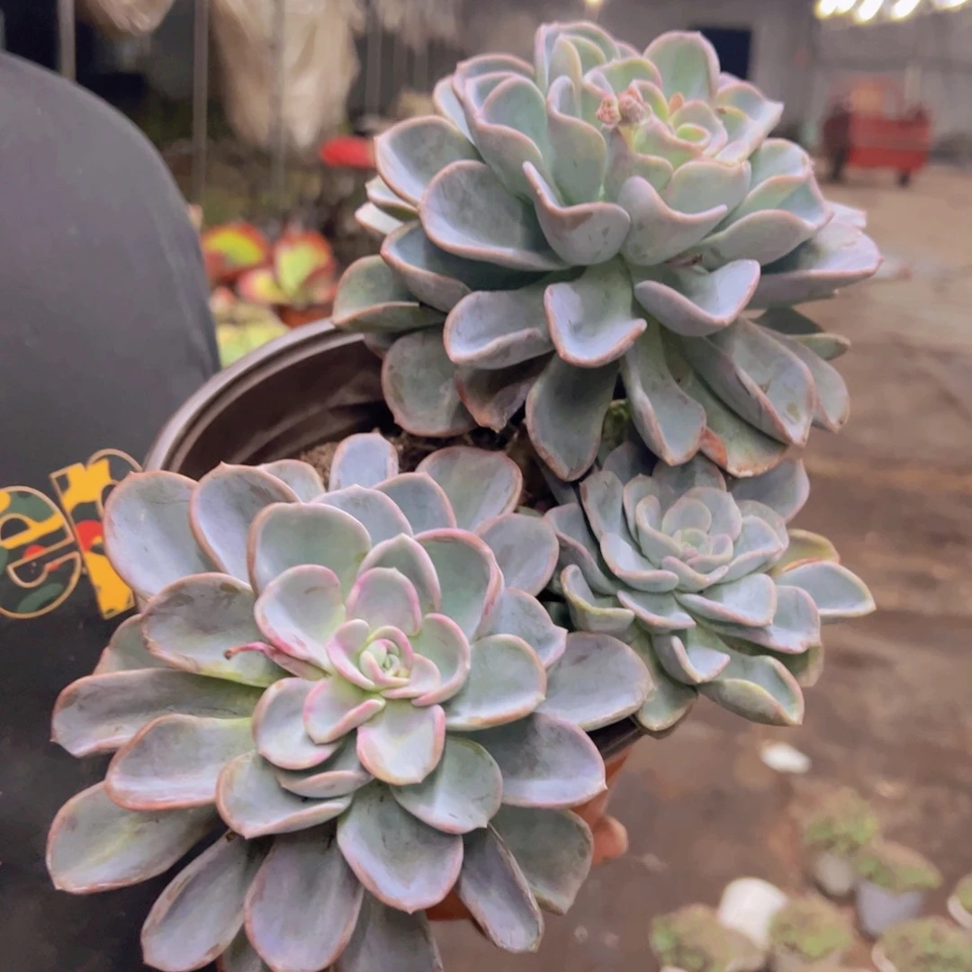 美尻大双头带仔，230杯