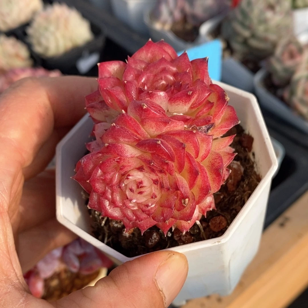 精品多肉一物一拍不包整109