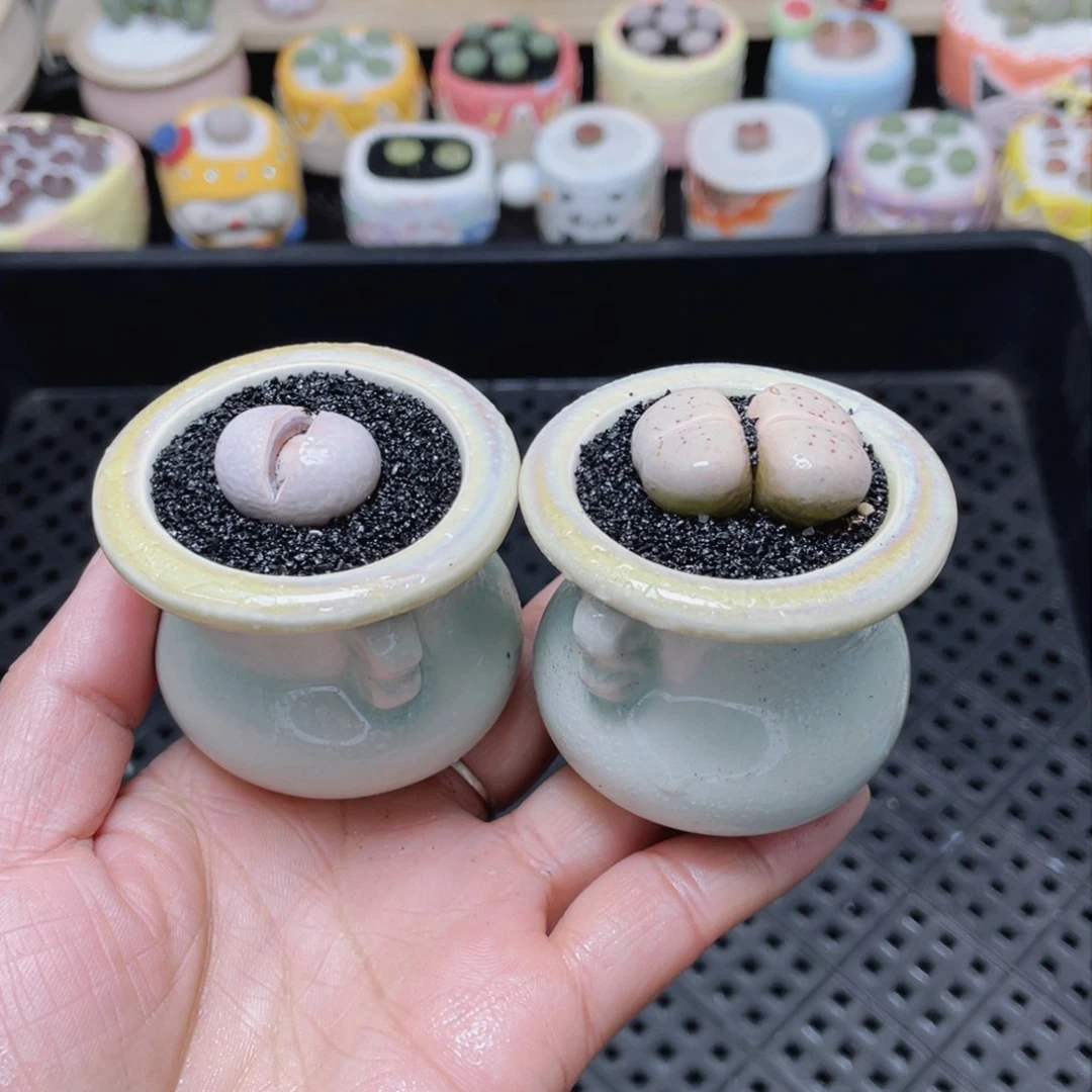 w3526组和-零下地区拍保温箱-15支持寄养