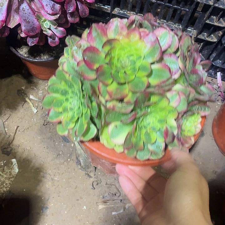 奶白锦一颗脱土10.8