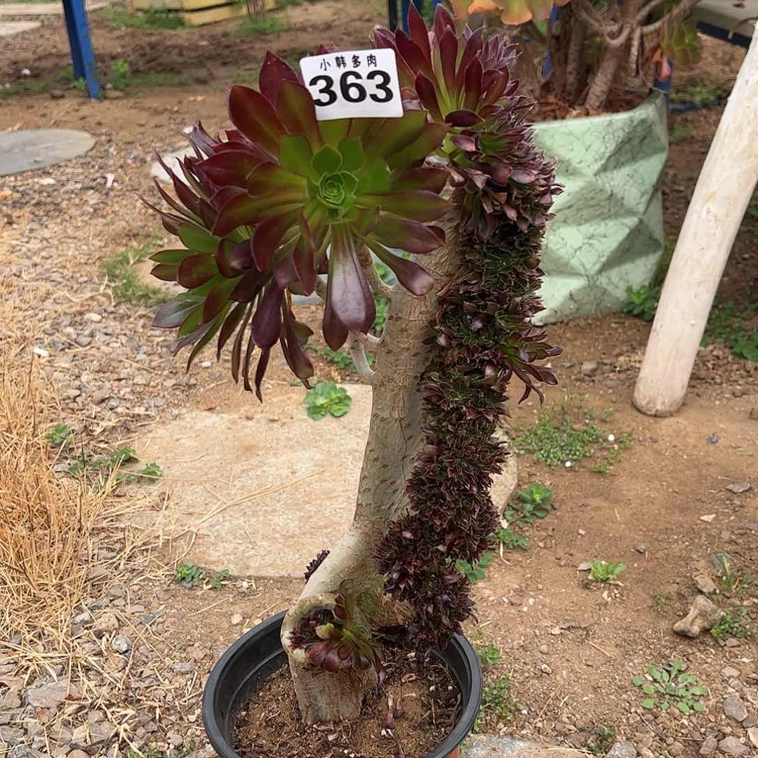 363黑法师缀化一颗