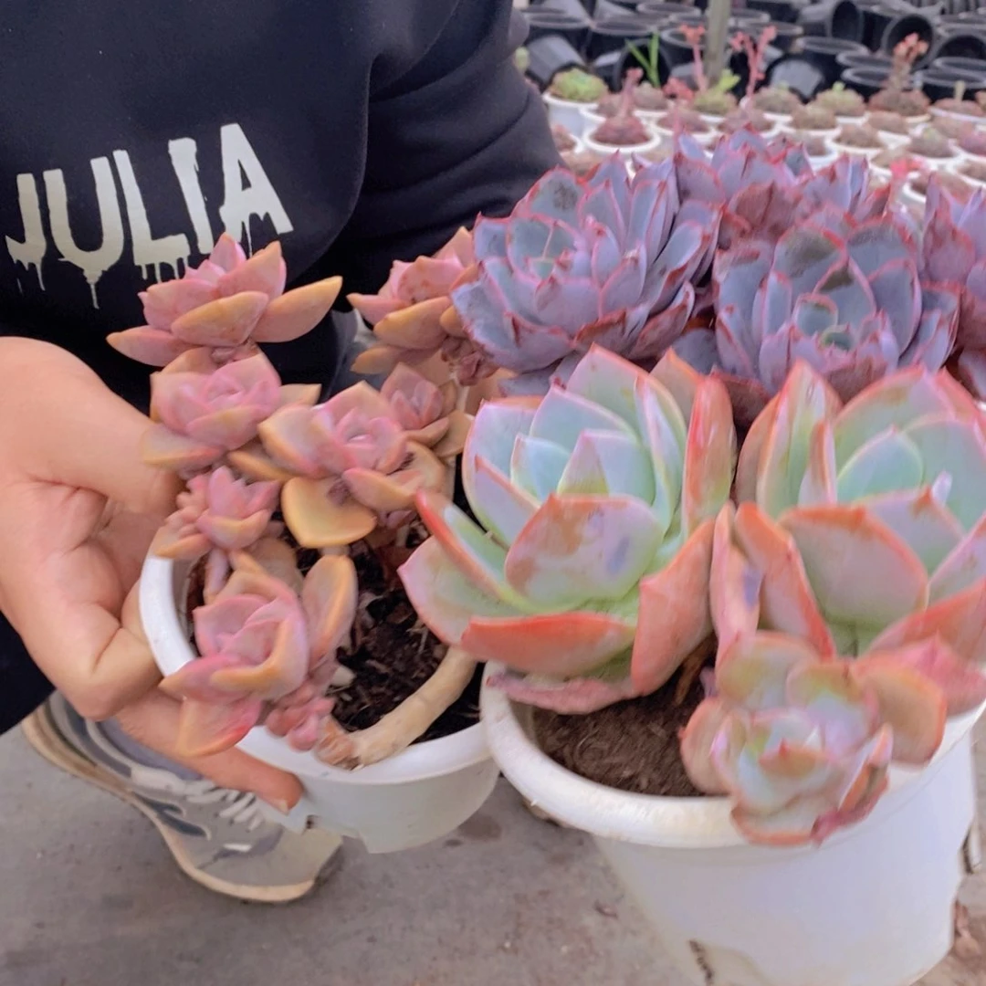 三头赫拉，双头白凤，彩虹糖各一，八亩地