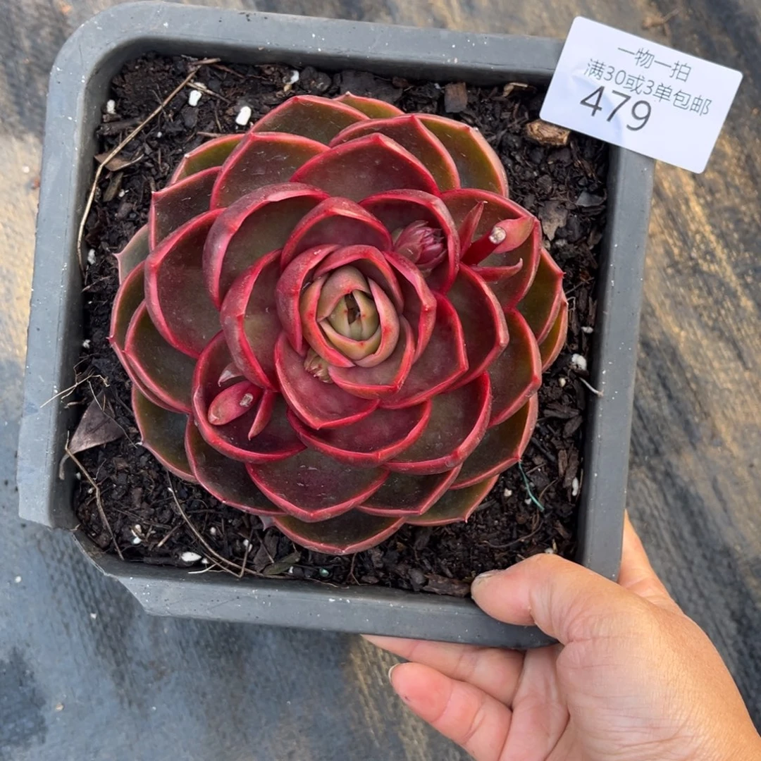 479红灯单头多肉植物……