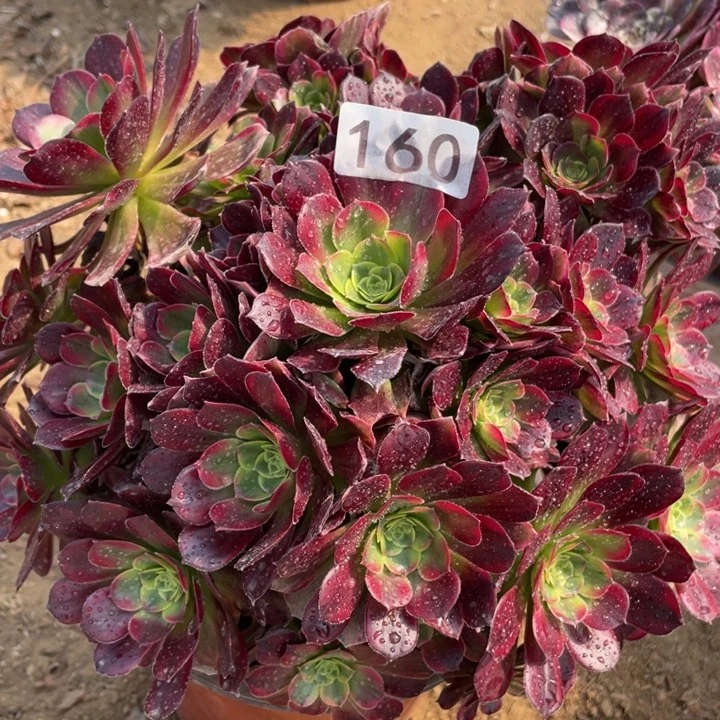 160多肉植物安娜