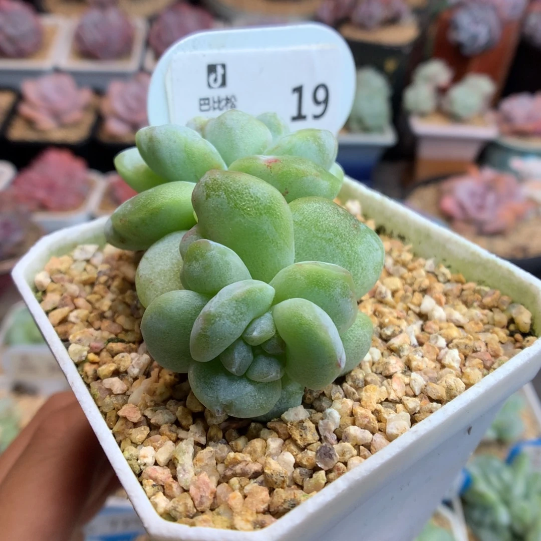 19双头冰玉石化多肉植物