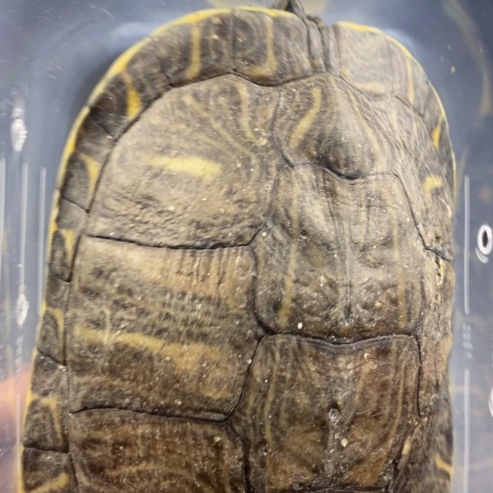 巴西彩龟母66666666