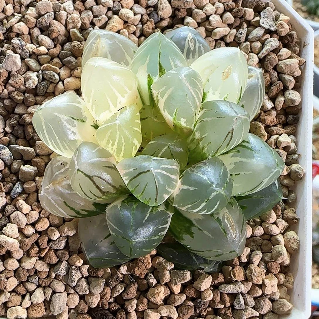 34号OM玉露锦一物一拍带盆土