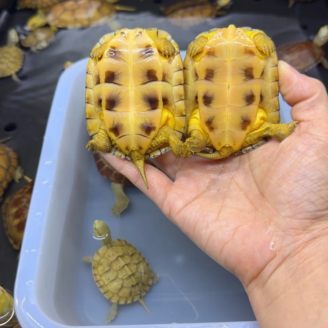 公母搭配宠物龟小**吖