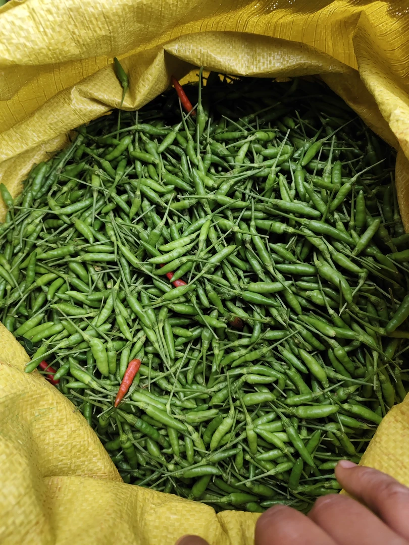 云南特产新鲜现摘现发小雀椒小米辣超小超辣