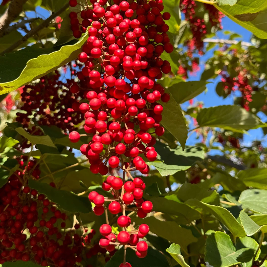 【桐子哥】红玉山桐子母树单株组培穴盘苗根系发达四季可种工厂直发