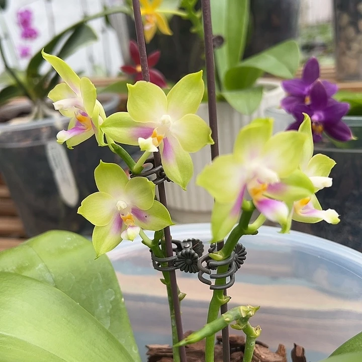 大部分花苞少量开放