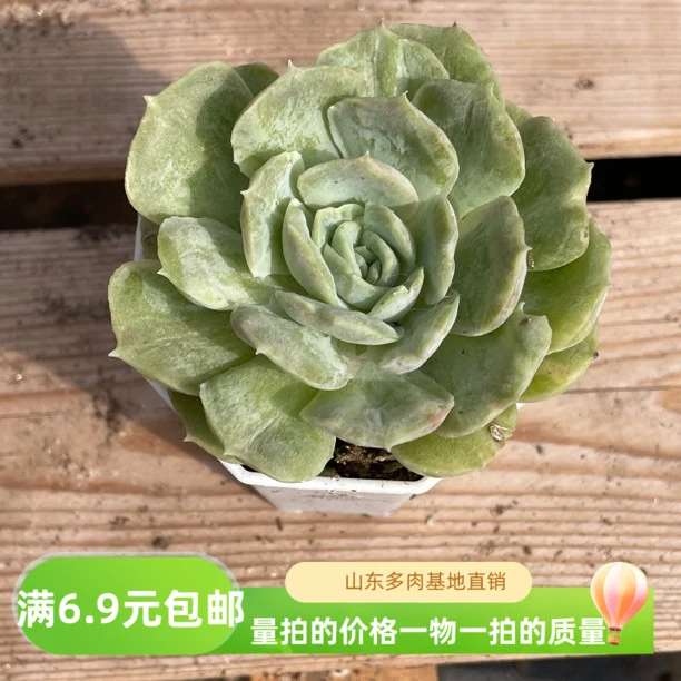 7厘米昂斯诺石化锦大单头新手好养易打理包邮的多肉植物室内盆栽
