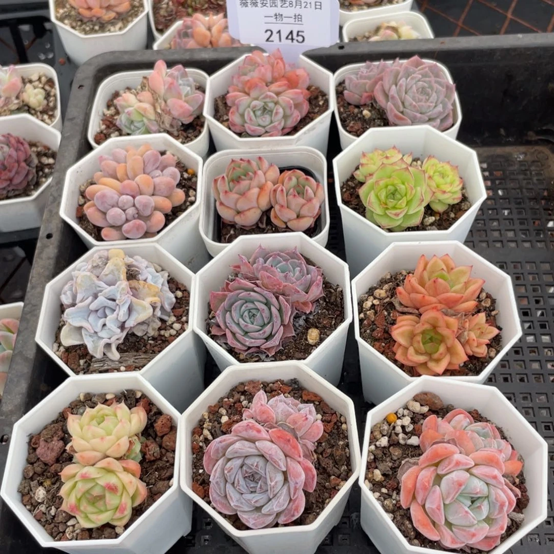 薇薇安园艺多肉2145