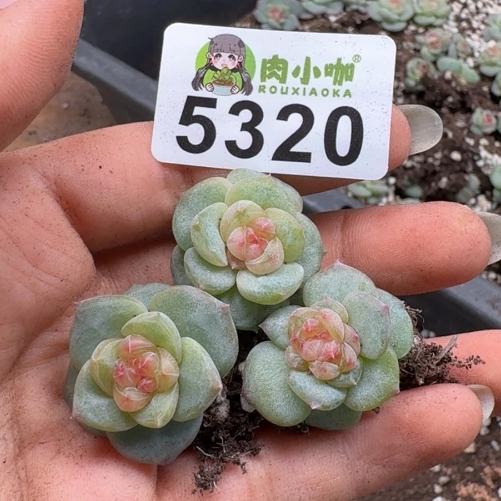 初****多肉植物多头植物