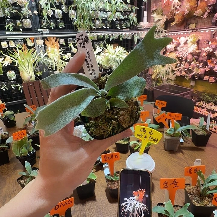无花朵鹿野直播间竞拍月光