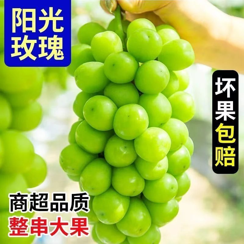 【KK专属】正宗阳光玫瑰青提当季新鲜水果葡萄香印脆甜多汁大晴王