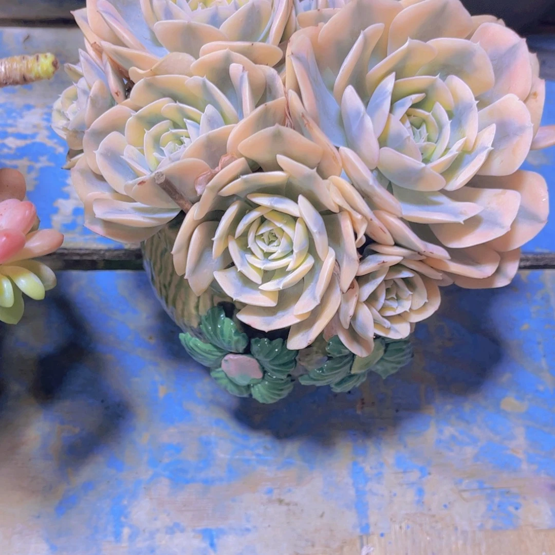 南***熙多肉植物保护研究所所长