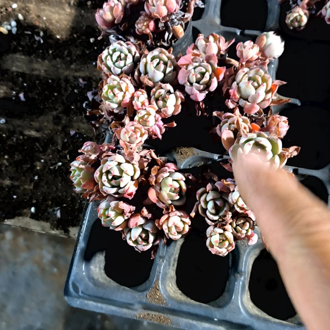 满6元包邮，娜娜小沟老苗6头起无售后