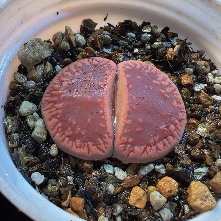 017多肉植物种类多样