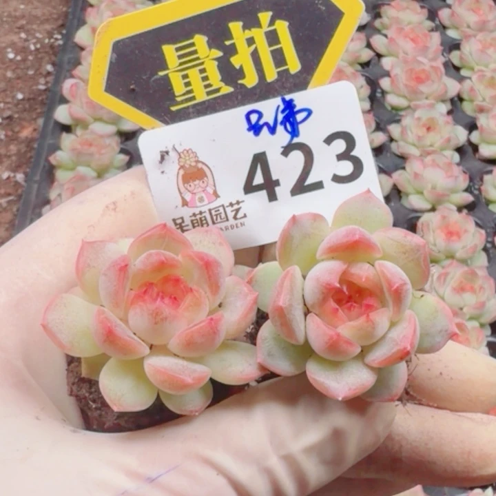 多肉植物多肉植物