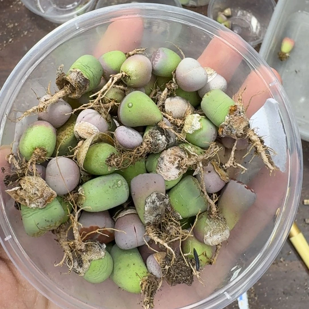 1651 瑕疵 有疤痕 不售后—生石花肉锥