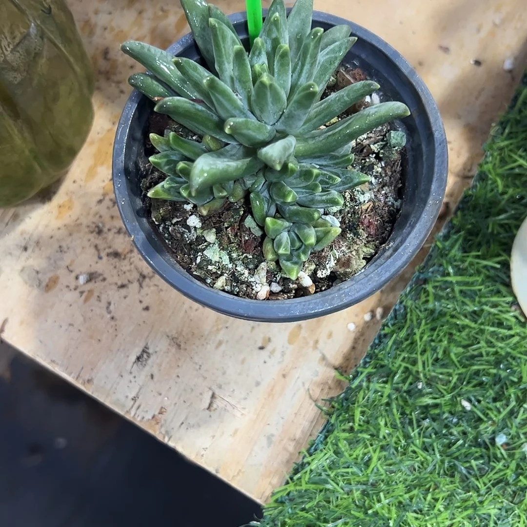 梵高小群多肉植物