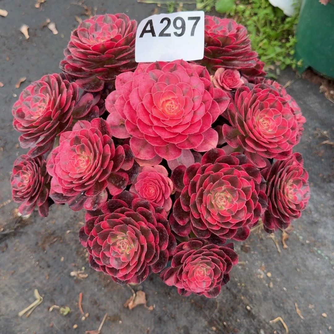 小***光297多肉植物海神寄养