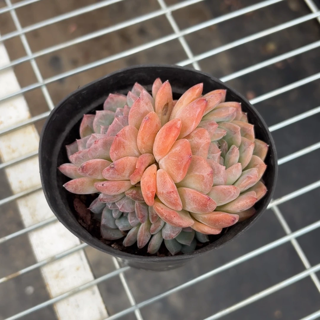 冰魄多肉11㎝盆特价