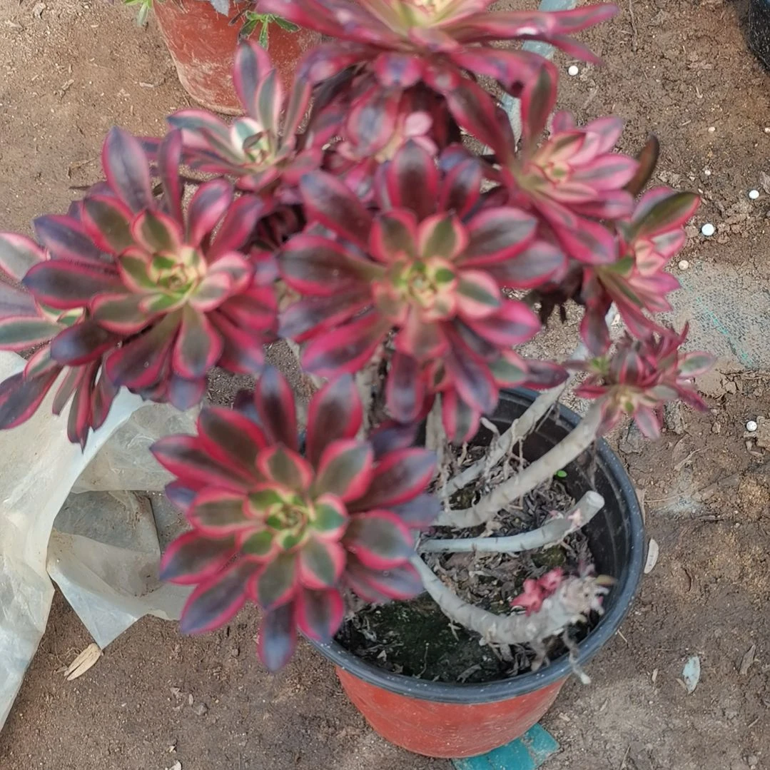 香奈儿多肉法师多肉法师45