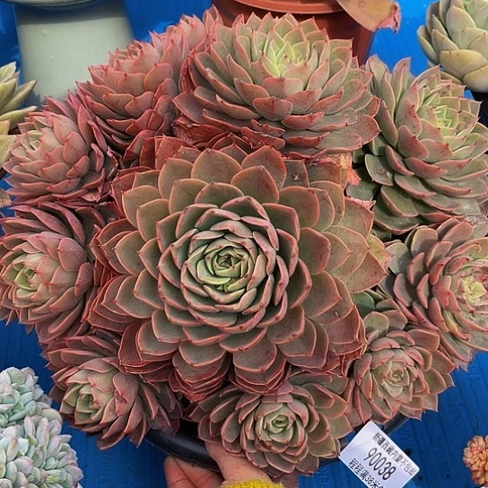 九**莉大贝拉90038多肉