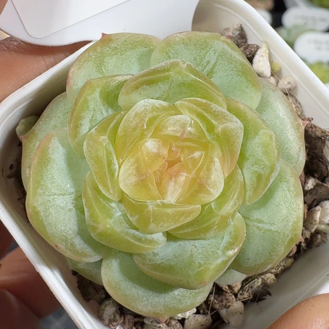 0902-120-漏一颗一颗