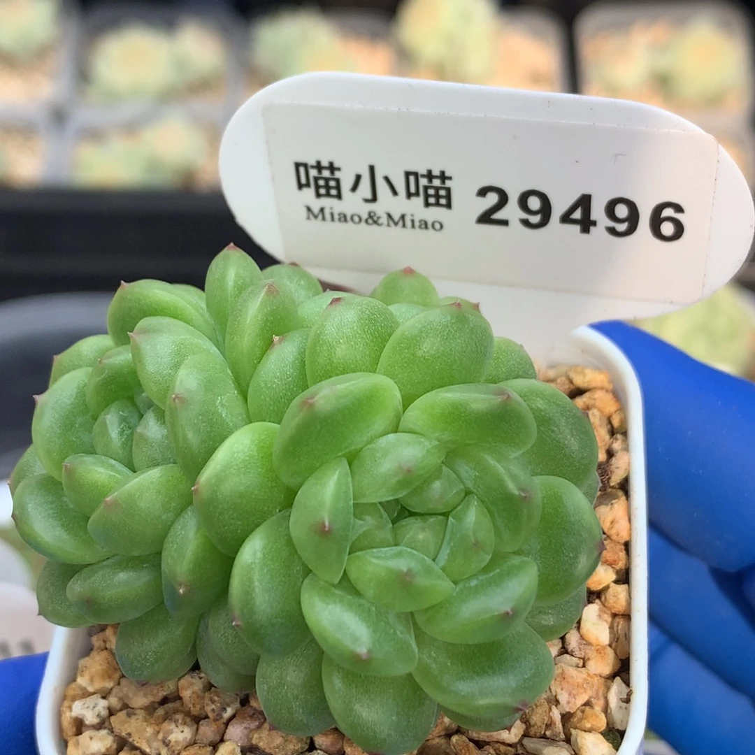 多肉植物杂交珍妮