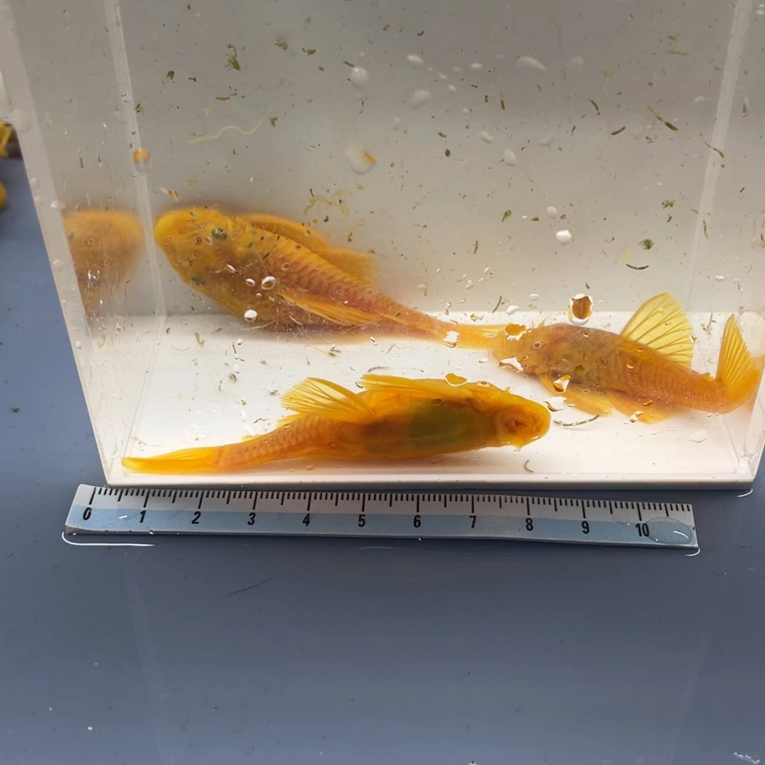 清道夫鱼胡子一公俩母开箱视频报损