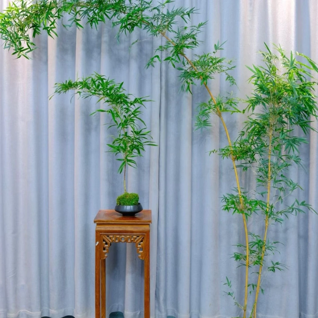 室内观赏红观音竹绿植盆栽水培土培好养易活