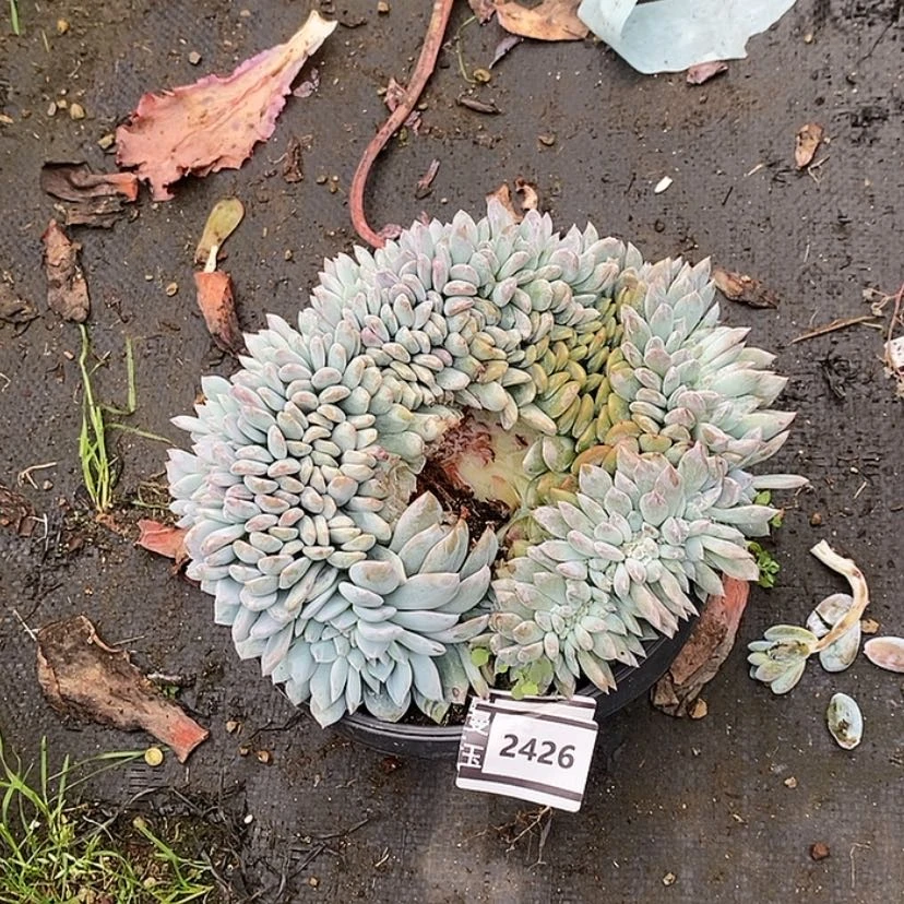 【闪购商品】橙梦露缀2426