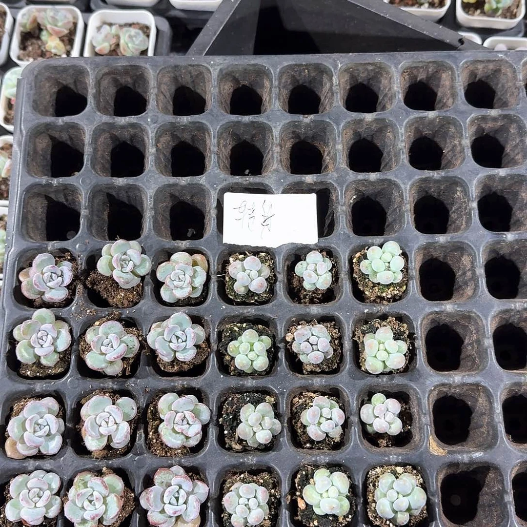 转身一物一拍专拍